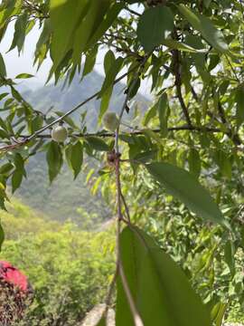 Image of Prunus davidiana (Carr.) Franch.