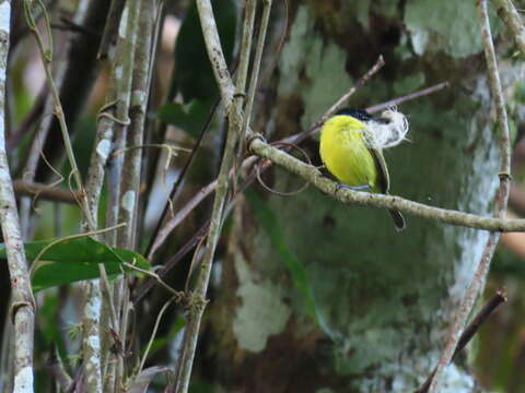 Image of Black-headed Tody-Flycatcher