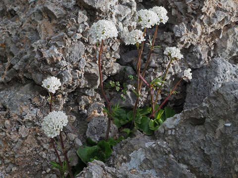 Image of Valeriana asarifolia Dufresne