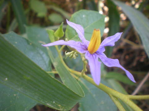 Plancia ëd Solanum paludosum Moric.