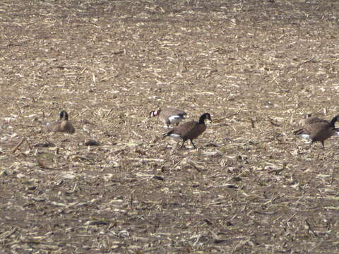 Image of Dusky Canada Goose