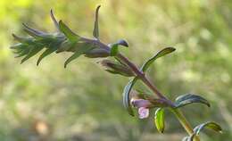 Image of red bartsia