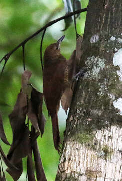 Image of Northern Barred Woodcreeper