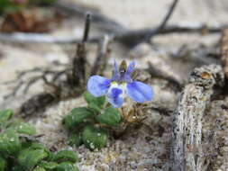 Image de Lobelia boivinii Sond.