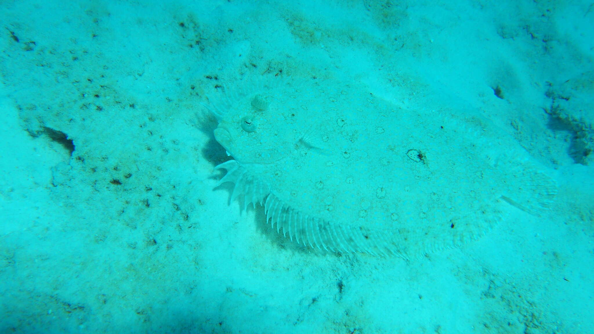 Image of Maculated Flounder