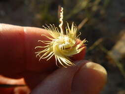 Image of Dianthus bolusii Burtt Davy