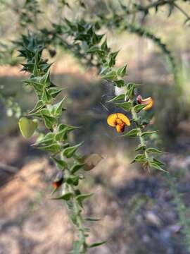 Image de <i>Daviesia villifera</i>