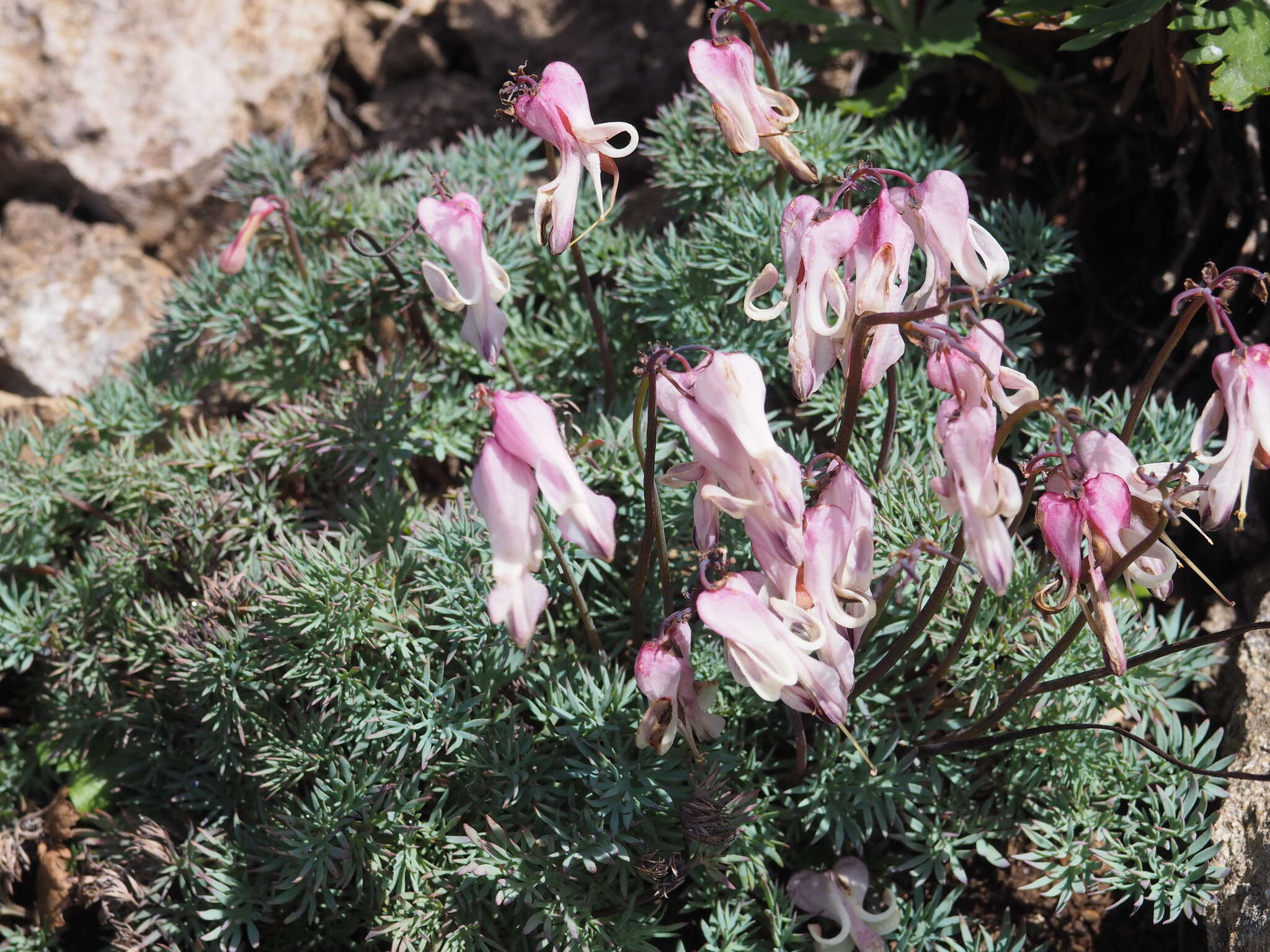 Image of Dicentra peregrina (Rudolph) Makino