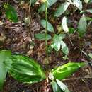 Image of Calanthe flava (Blume) C. Morren