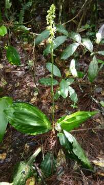 Image of Calanthe flava (Blume) C. Morren