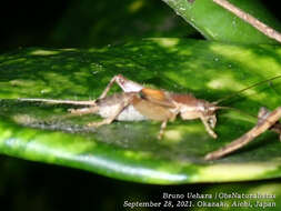 Image of Ornebius kanetataki (Matsumura & S. 1904)