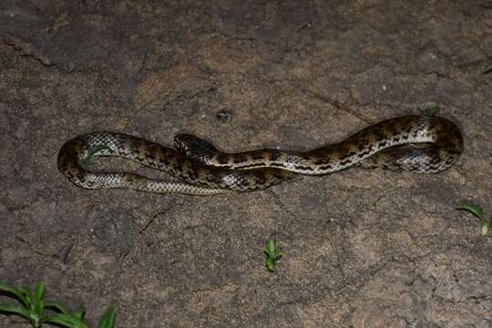 Image of De Vis Banded Snake