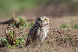 Image of Burrowing Owl