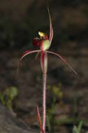 Image of Plain-lip spider orchid