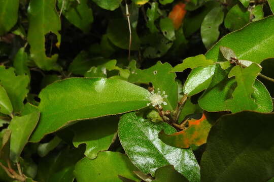 Image of Croton cascarilloides Raeusch.