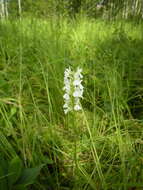 Dactylorhiza maculata subsp. elodes (Griseb.) Soó的圖片