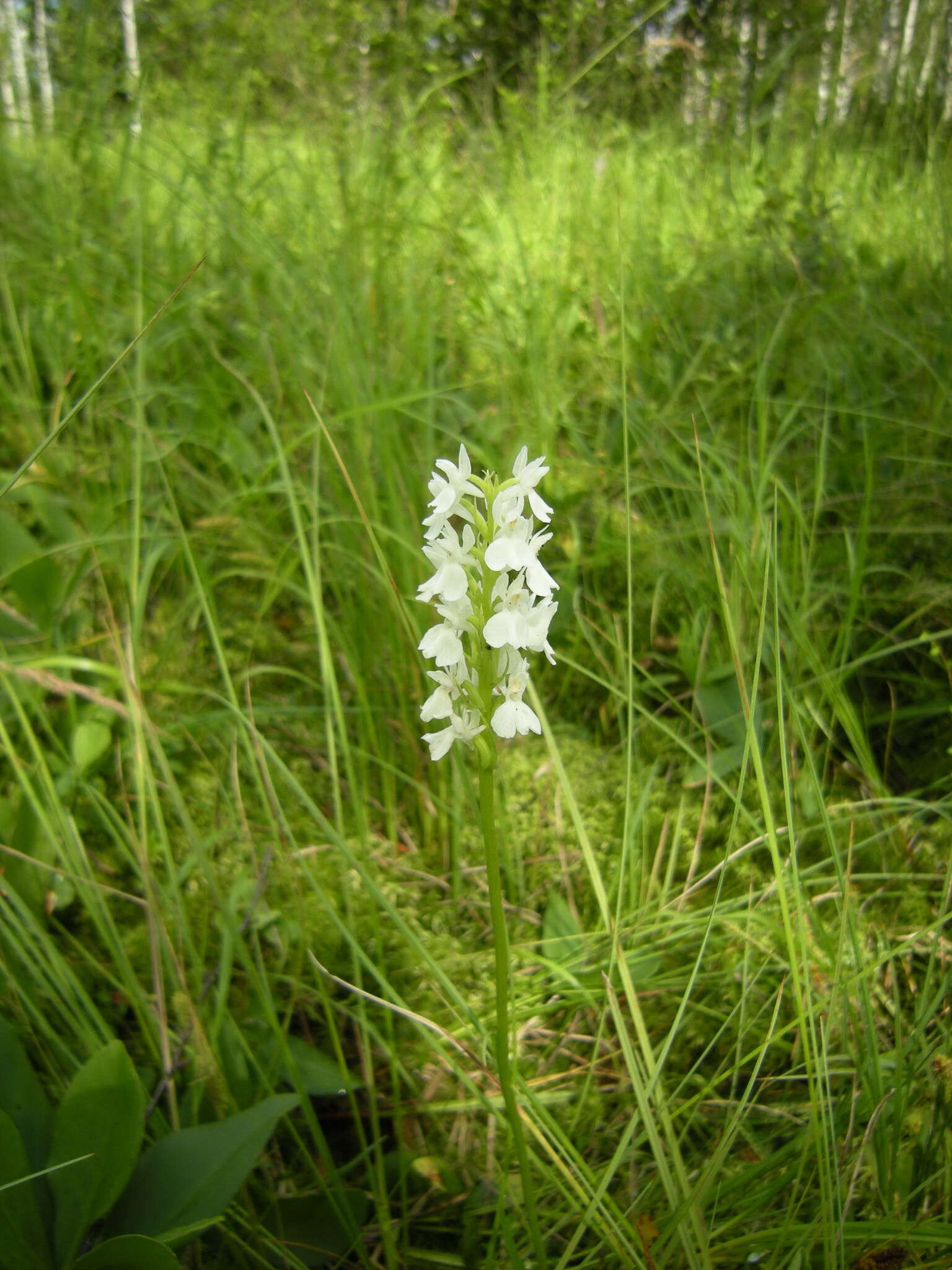 Dactylorhiza maculata subsp. elodes (Griseb.) Soó的圖片