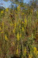 Image of downy goldenrod