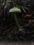 Слика од Cortinarius calaisopus Soop 2013