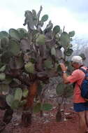 Image of Opuntia galapageia var. profusa