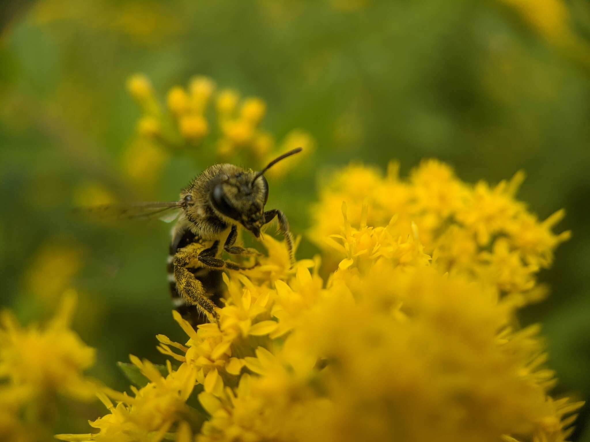 Image of Colletes simulans Cresson 1868