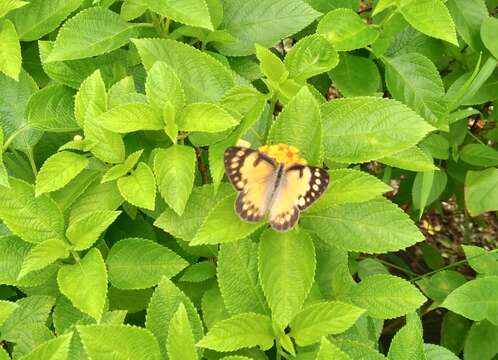 Colotis amata (Fabricius 1775)的圖片