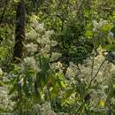 Image of Dendrophorbium bomanii (R. E. Fr.) C. Jeffrey