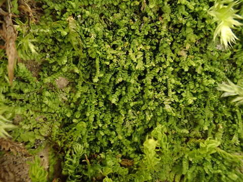 Слика од Lejeunea cavifolia (Ehrh.) Lindb.