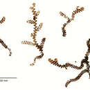 Imagem de Frullania rostrata (Hook. fil. & Taylor) Gottsche, Lindenb. & Nees