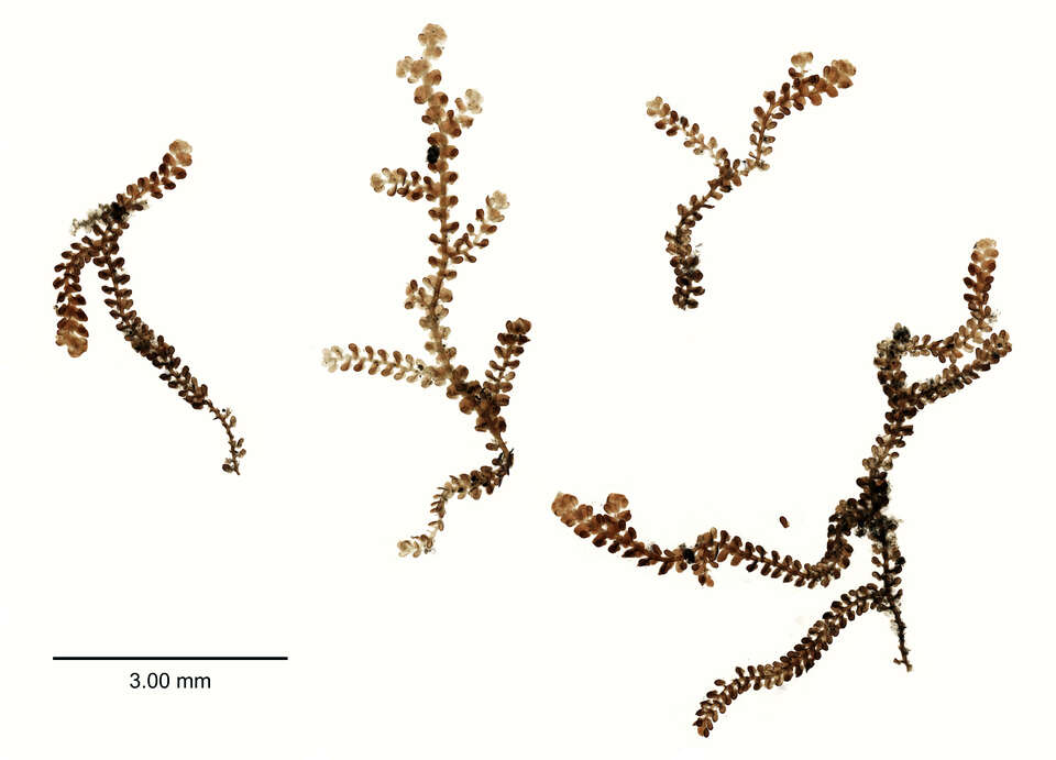 Image of Frullania rostrata (Hook. fil. & Taylor) Gottsche, Lindenb. & Nees