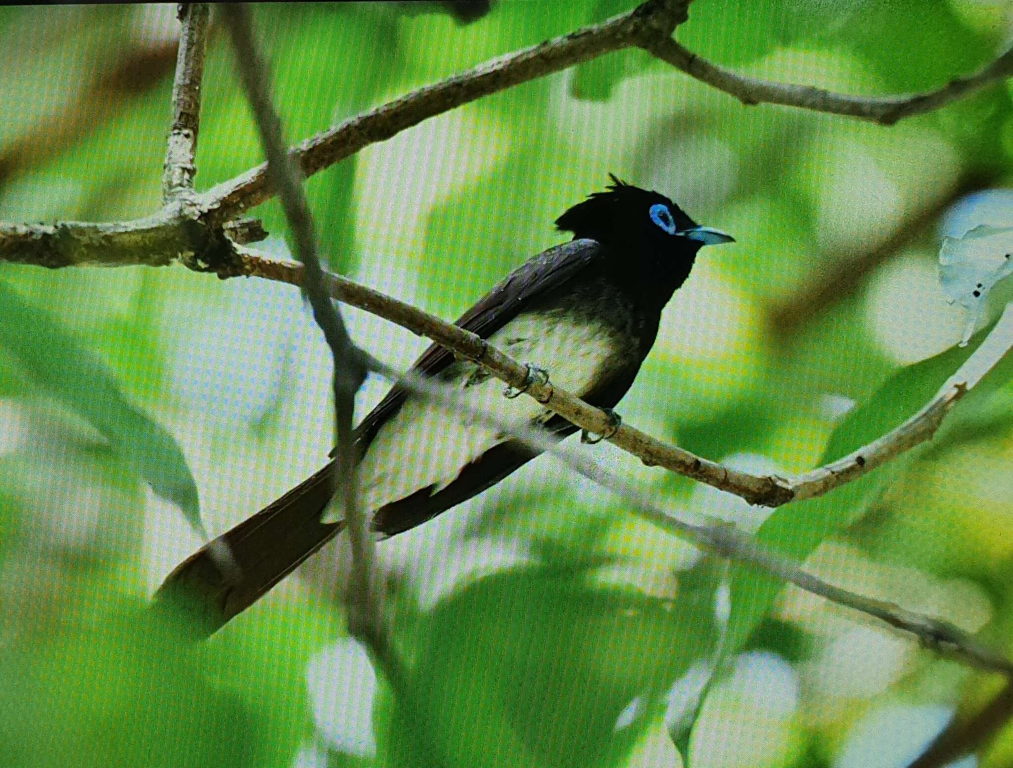 Image of Japanese Paradise Flycatcher