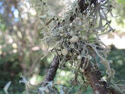 Imagem de Ramalina leptocarpha Tuck.