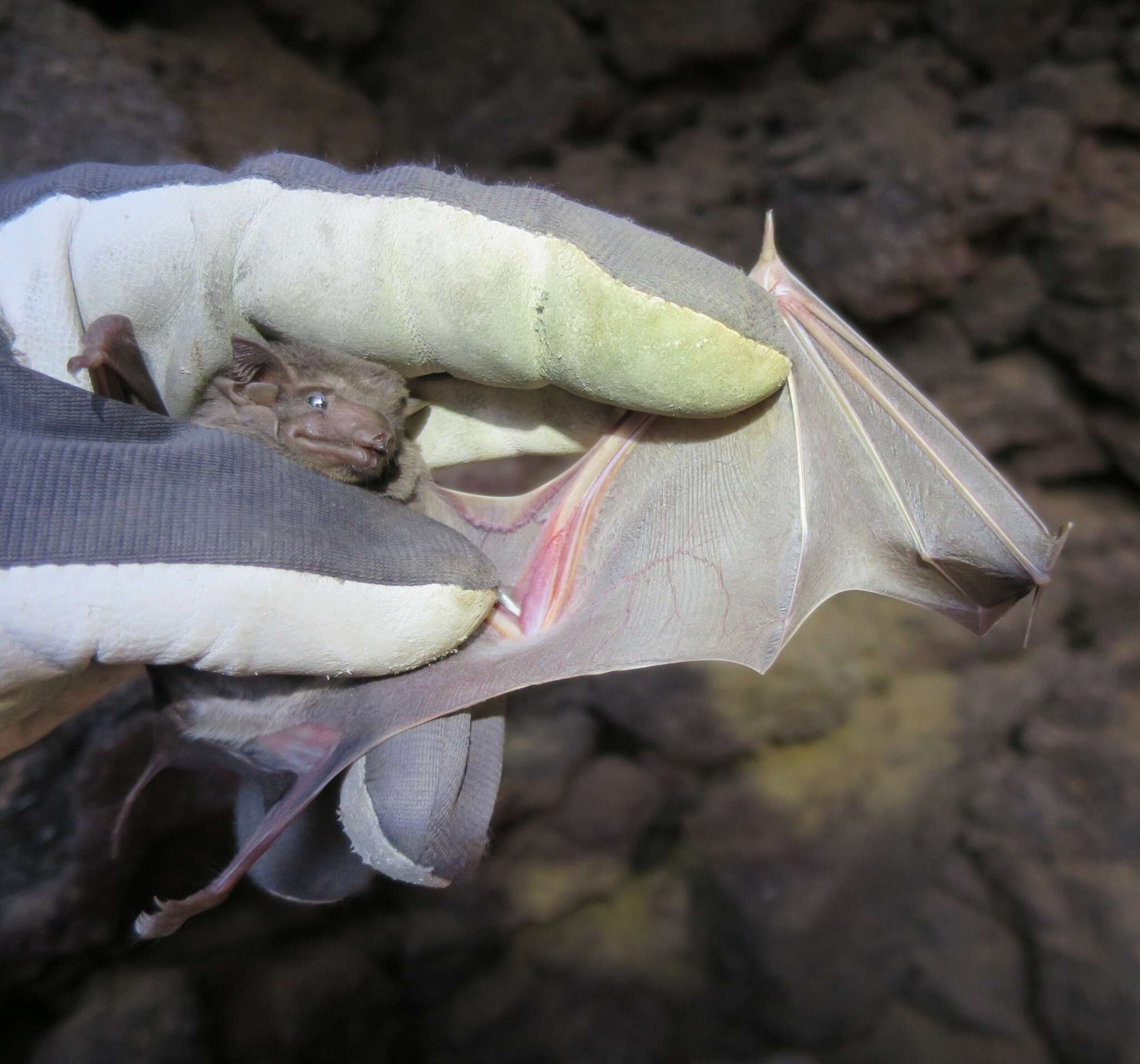 Image of Naked-rumped Tomb Bat