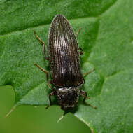 Image of Elateridae