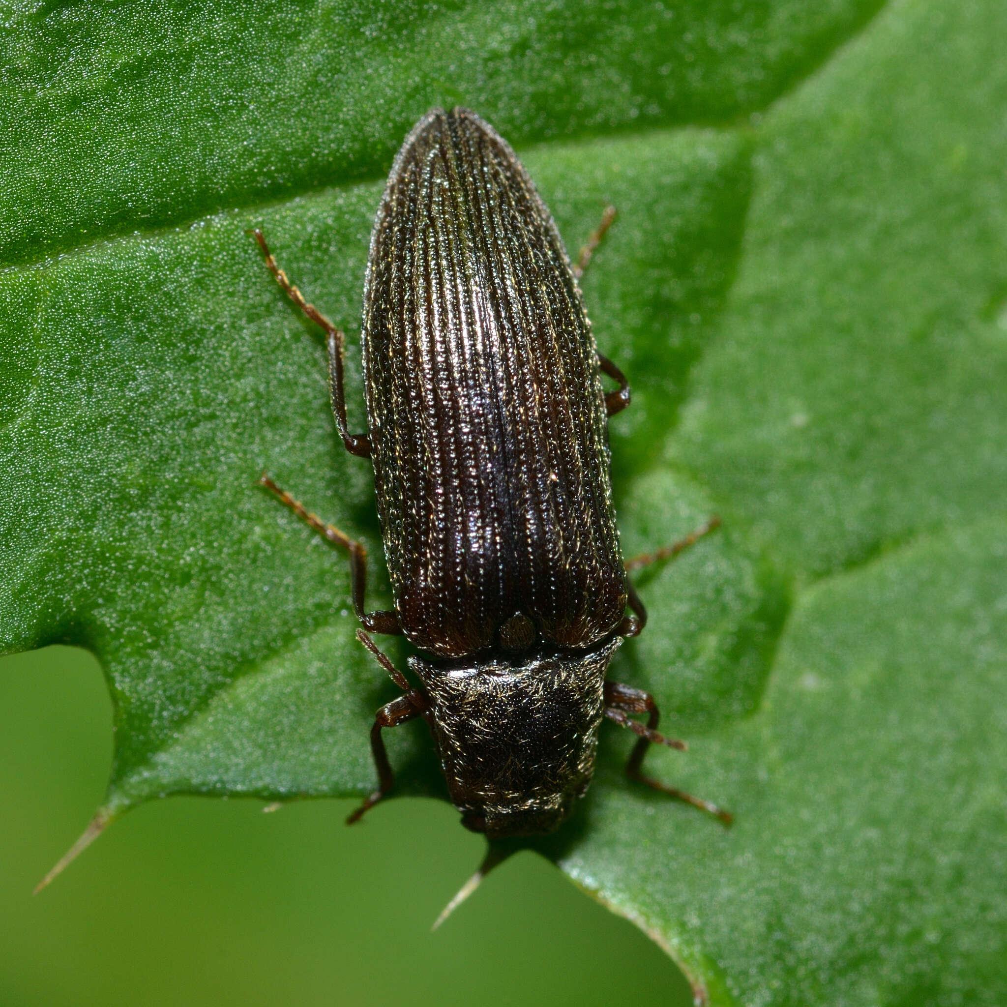 Image of Elateridae