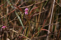 Sivun Stylidium cordifolium W. V. Fitzg. kuva