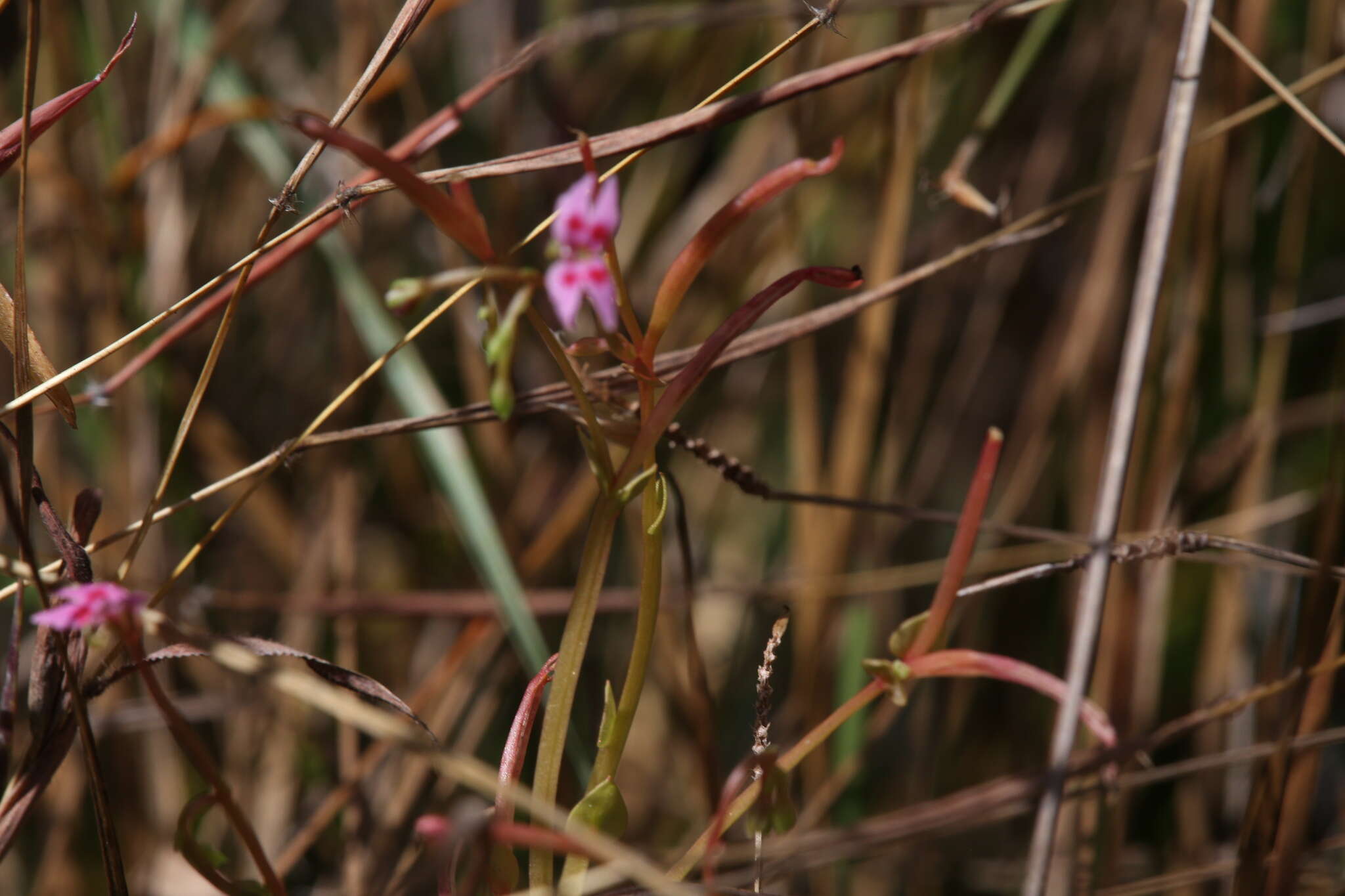 Sivun Stylidium cordifolium W. V. Fitzg. kuva