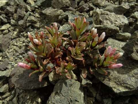 Image of Epilobium pycnostachyum Hausskn.