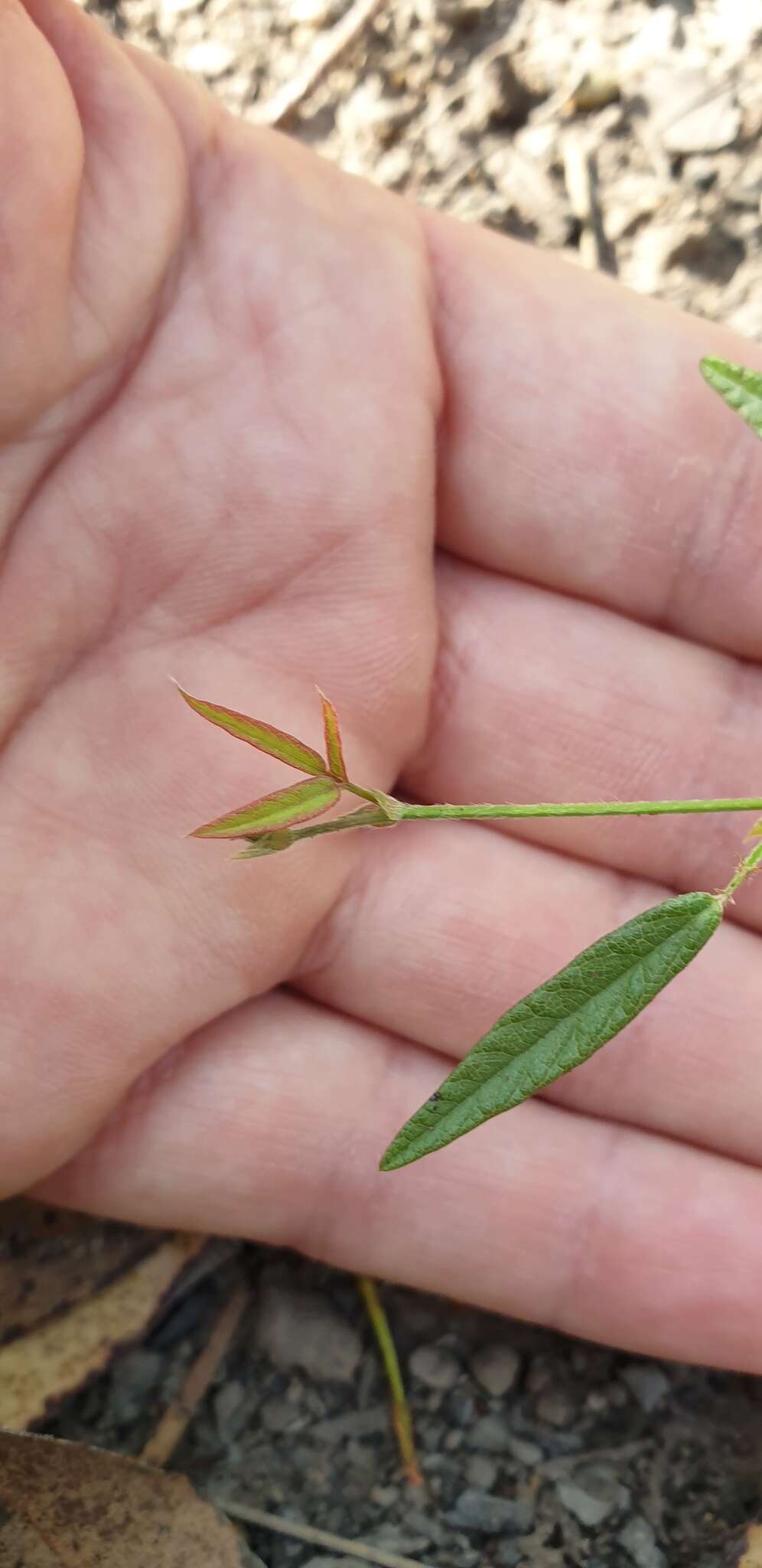 Image of Desmodium varians (Labill.) G. Don