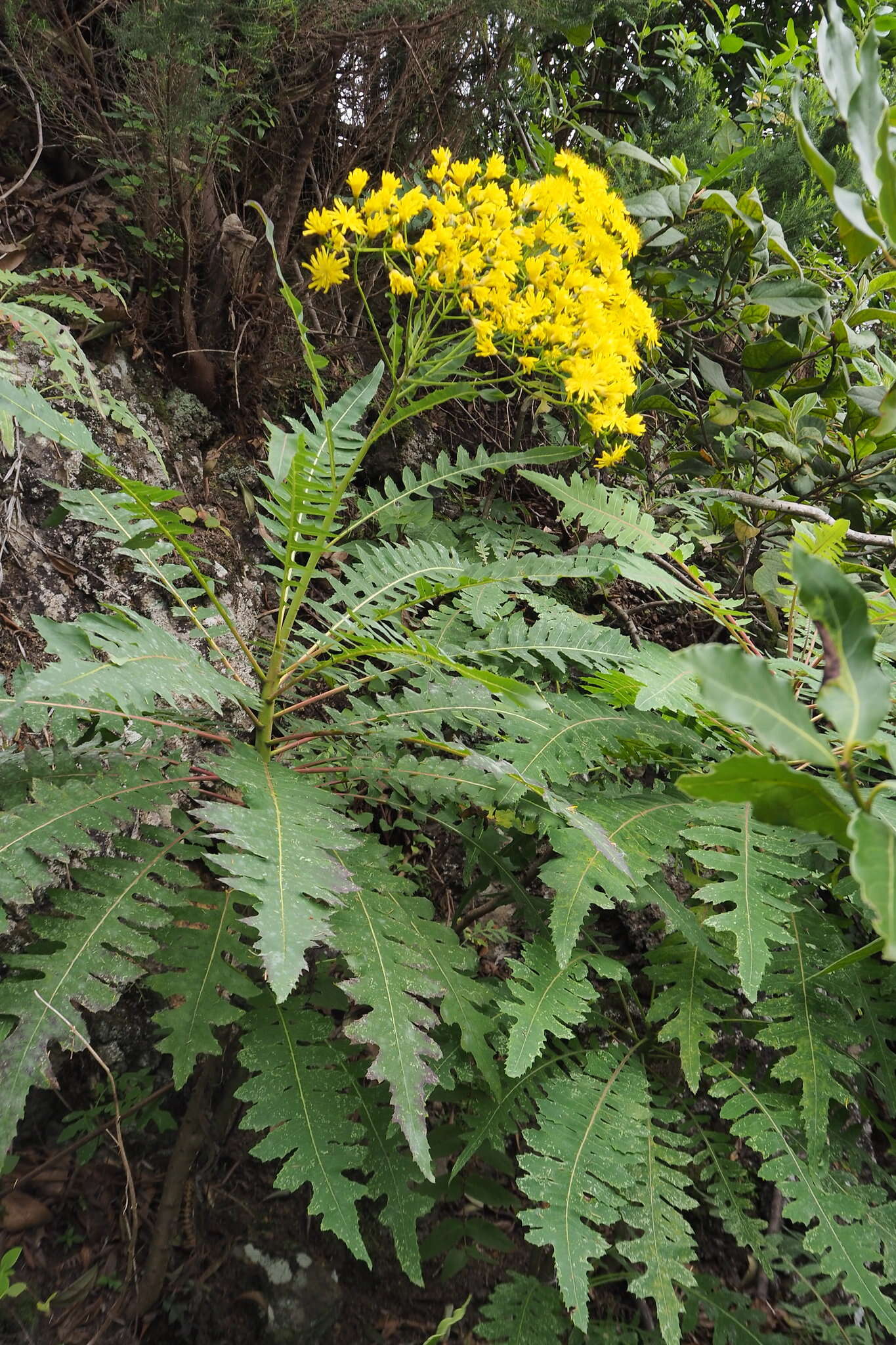 Imagem de Sonchus palmensis (Sch. Bip.) Boulos