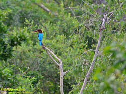 صورة Halcyon smyrnensis fusca (Boddaert 1783)