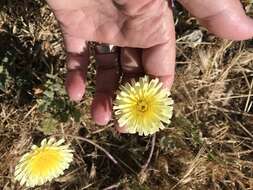 Image of California desertdandelion