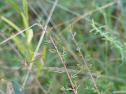 Plancia ëd Hibbertia aspera DC.