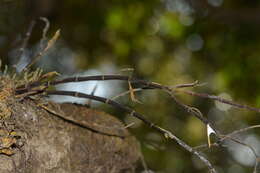 Image of Dendrobium herbaceum Lindl.