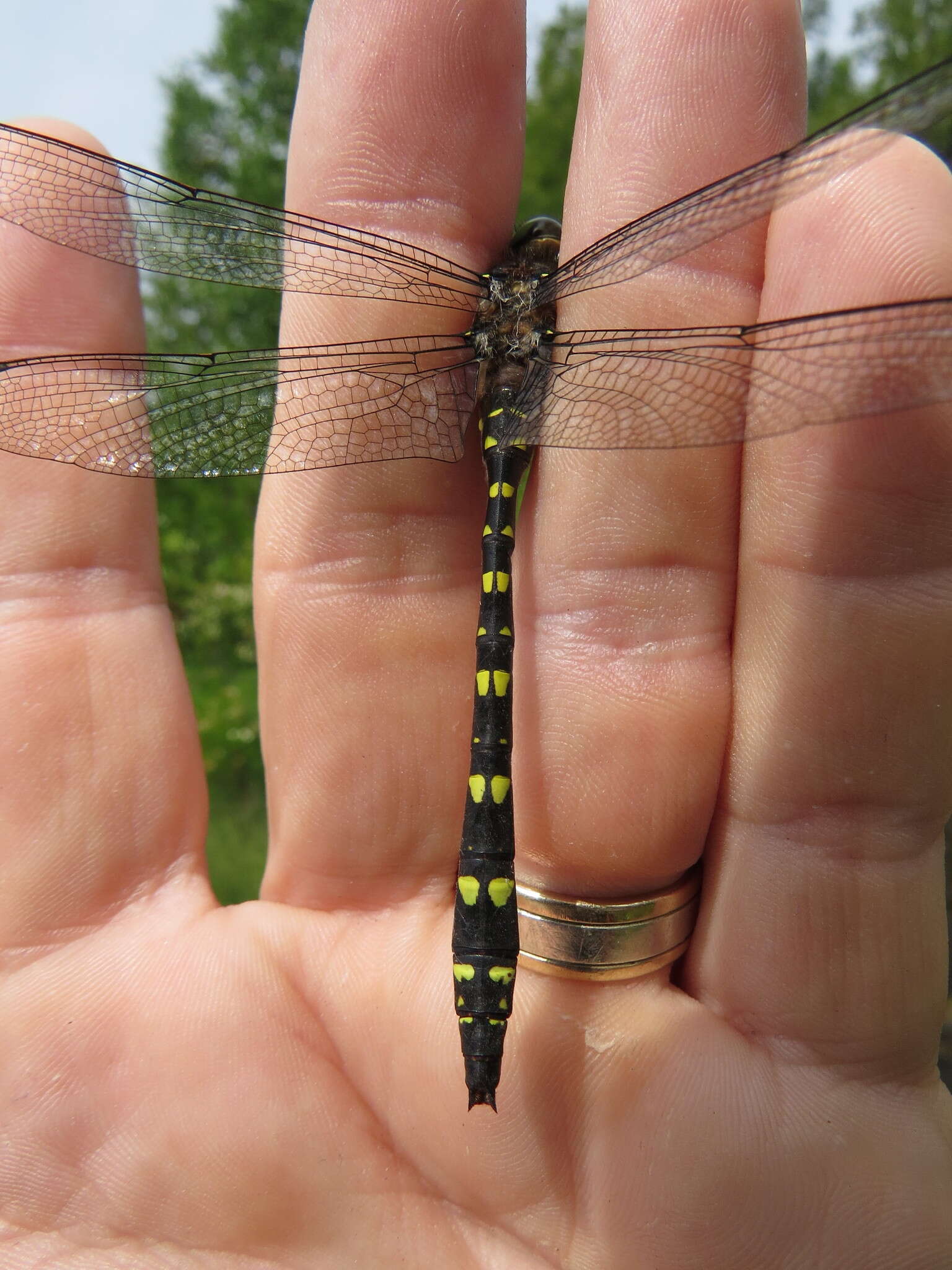 Imagem de Cordulegaster maculata Selys 1854