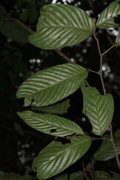 Image of Polyalthia fragrans (Dalzell) Hook. fil. & Thomson