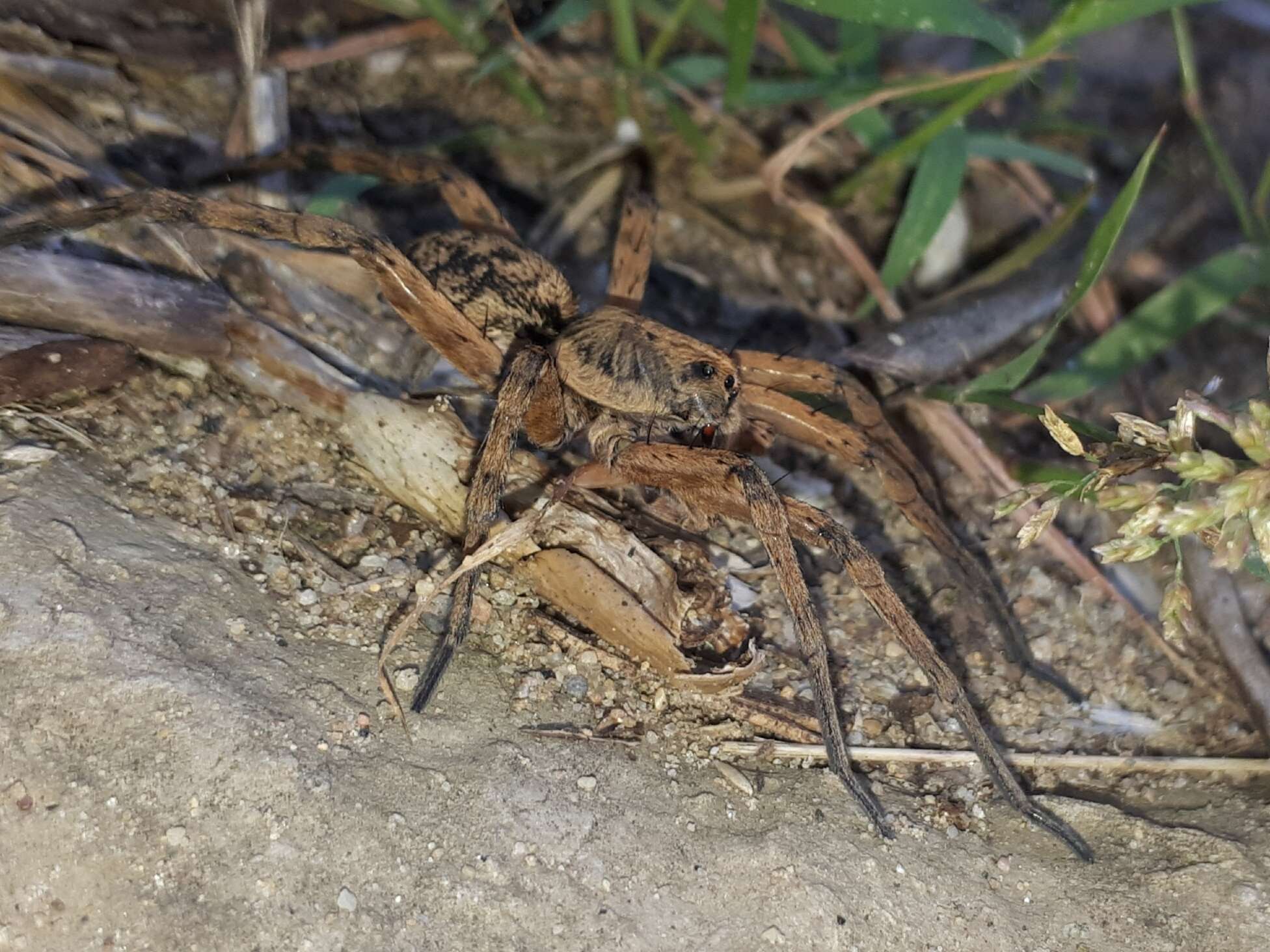 Image of Tigrosa aspersa (Hentz 1844)