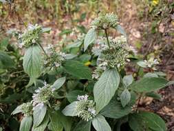 Image of hoary mountainmint