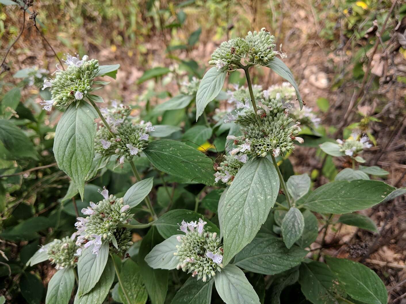 Pycnanthemum incanum var. incanum resmi