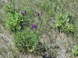 Image of New Mexico Vervain